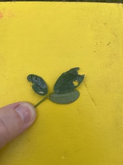 Lespedeza frutescens