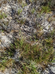 Paspalum vaginatum