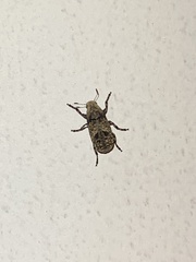 Euparius marmoreus