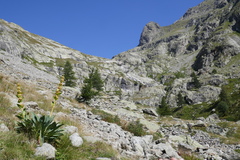 Gentiana lutea