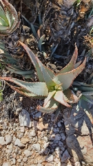 Aloe glauca