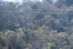 Ceiba trischistandra