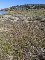Paspalum vaginatum