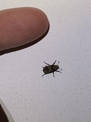 Euparius marmoreus