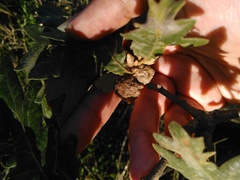 Andricus quercusramuli