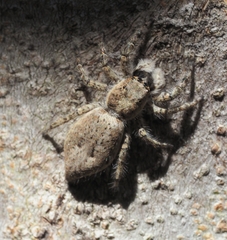Menemerus taeniatus