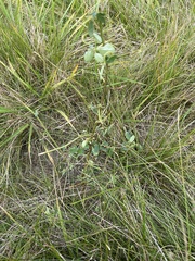Lespedeza frutescens