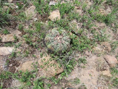 Echinocactus horizonthalonius