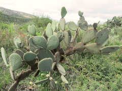 Opuntia leucotricha