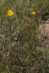 Helianthus occidentalis