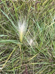 Hordeum jubatum