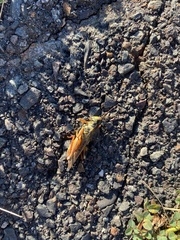 Pseudochorthippus curtipennis