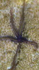 Ophiothrix suensoni
