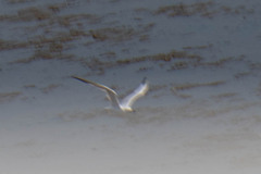 Leucophaeus pipixcan