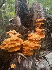 Laetiporus sulphureus
