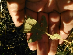 Neuroterus numismalis