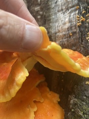 Laetiporus sulphureus