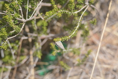 Leptotes pirithous