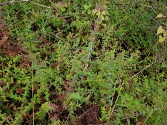 Hypericum caprifoliatum