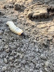 Prionus californicus