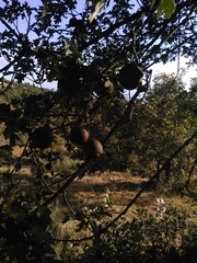 Andricus quercustozae