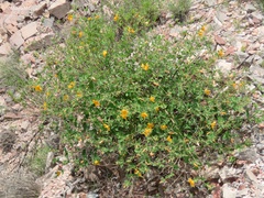 Mentzelia hispida