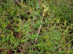 Hypericum caprifoliatum