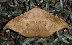 Cratoptera group