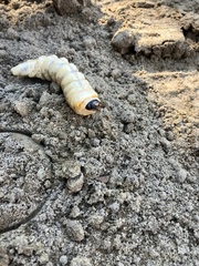 Prionus californicus