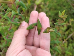 Hypericum caprifoliatum