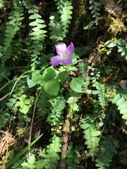 Sarcopyramis napalensis delicata