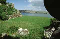 Pontederia crassipes