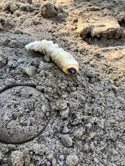 Prionus californicus