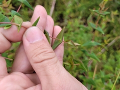 Hypericum caprifoliatum