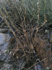 Timaspis chondrillae