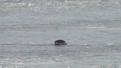 Pusa hispida botnica