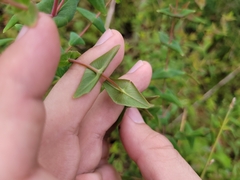 Hypericum caprifoliatum