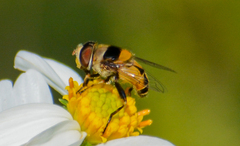 Palpada pusilla