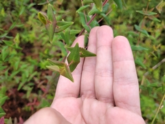 Hypericum caprifoliatum