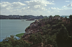 Pontederia crassipes