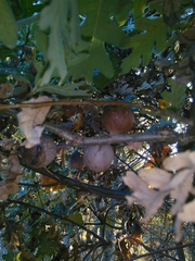 Andricus quercustozae