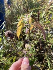 Monarda fistulosa