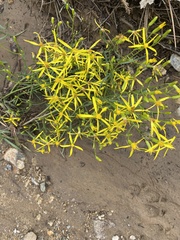Senecio spartioides