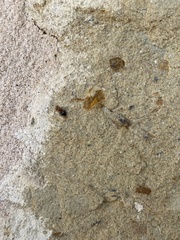 Crematogaster laeviuscula