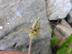 Plantago amplexicaulis