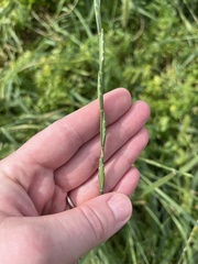 Elymus smithii