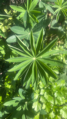 Lupinus polyphyllus