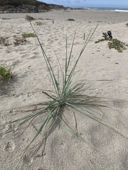 Leymus mollis