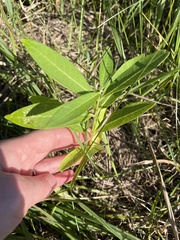 Asclepias tuberosa