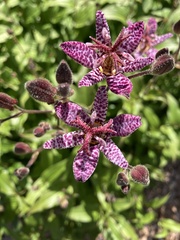 Tricyrtis